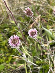 Erigeron borealis, photograph (c) Rosario Douglas, some rights reserved (CC BY)