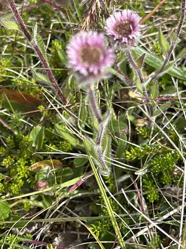 Erigeron borealis, photograph 5
