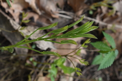 Smilax ecirrhata