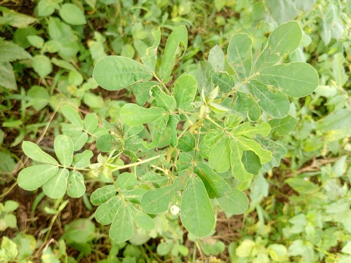 American Sicklepod