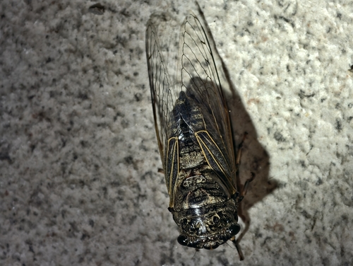 Eastern horse cicada