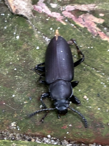 Giant Mealworm Beetle photo 4