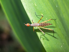 Micropeza stigmatica