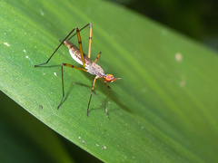 Micropeza stigmatica