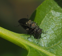 Agrilus angustulus