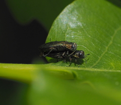 Agrilus angustulus