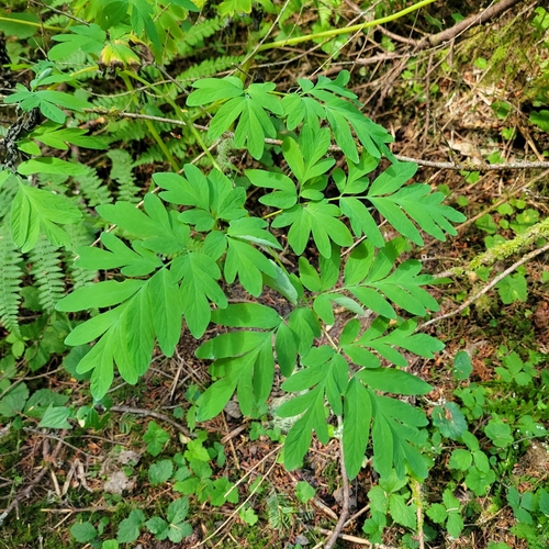 Corydalis scouleri, photograph 2