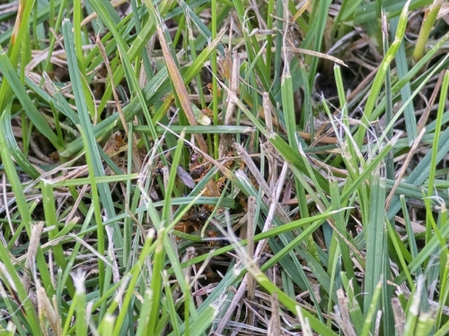 Yellow Meadow Ant
