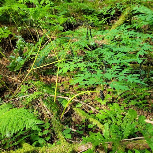 Corydalis scouleri, photograph 3