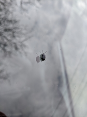 Sehirus cinctus albonotatus