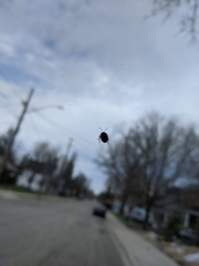 Sehirus cinctus albonotatus