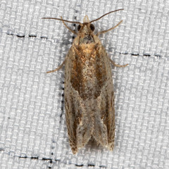 Ancylis comptana