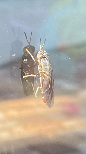 Black Soldier Fly