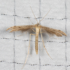 Stenoptilia