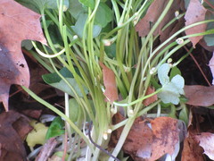 Ficaria verna bulbilifera