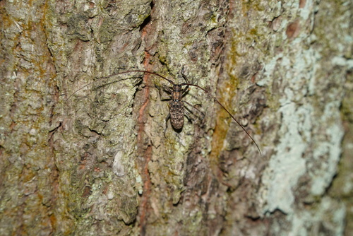 Monochamus alternatus
