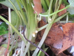 Ficaria verna bulbilifera