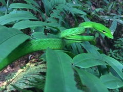 Ahaetulla prasina