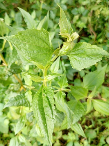 Siam weed