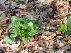 Ficaria verna bulbilifera