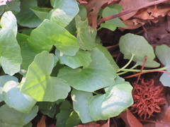 Ficaria verna bulbilifera