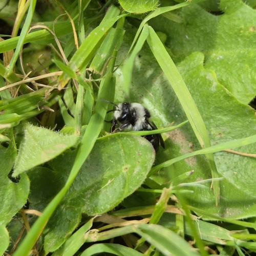 Foto von Graue Sandbiene