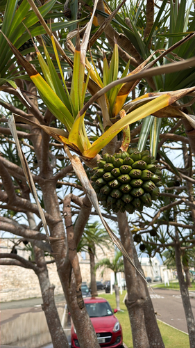 Pandanus utilis observed 2026-07-28