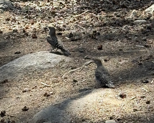 iNaturalist observation photo of Northern Flicker