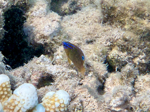 Pomacentrus trilineatus observed 2026-07-30