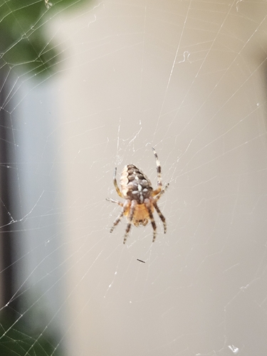 Cross Orbweaver