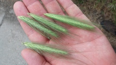 Hordeum murinum