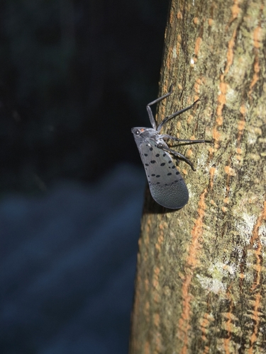 Spotted Lanternfly