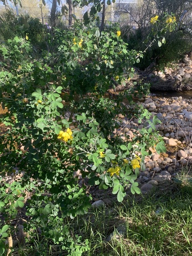 Crotalaria capensis, photograph 3