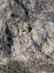 Helisoma