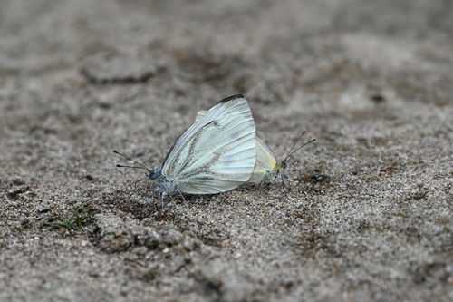 Green-veined White