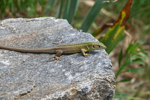 Green Lizard