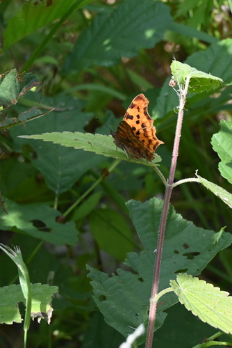 European Comma