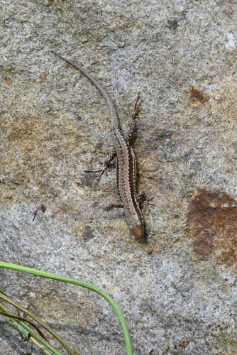 Common Wall Lizard