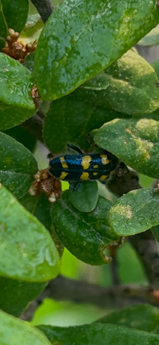 Ornate Checkered Beetle