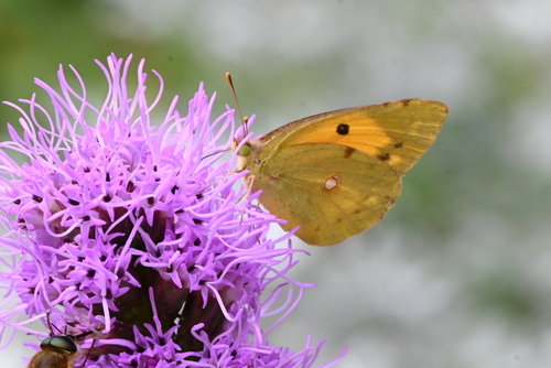 Clouded Yellow