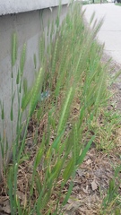 Hordeum murinum