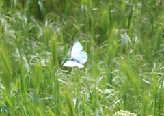 Pieris rapae