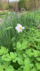 Narcissus poeticus