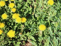 Taraxacum officinale