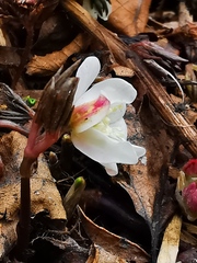 Anemonoides amurensis