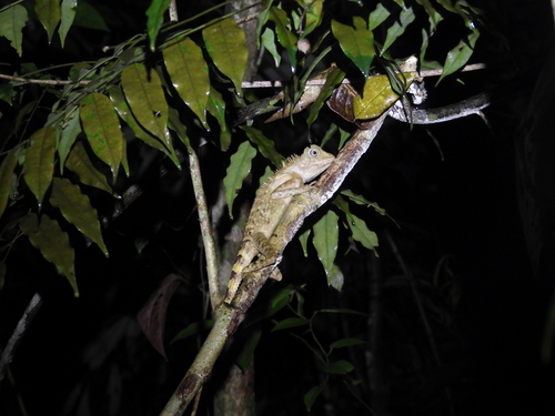 Gonocephalus bellii observed 2026-07-25