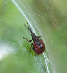 Tatianaerhynchites aequatus