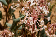 Tripterocalyx carneus