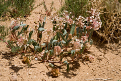 Tripterocalyx carneus