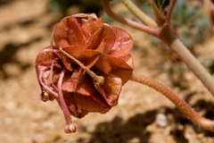 Tripterocalyx carneus